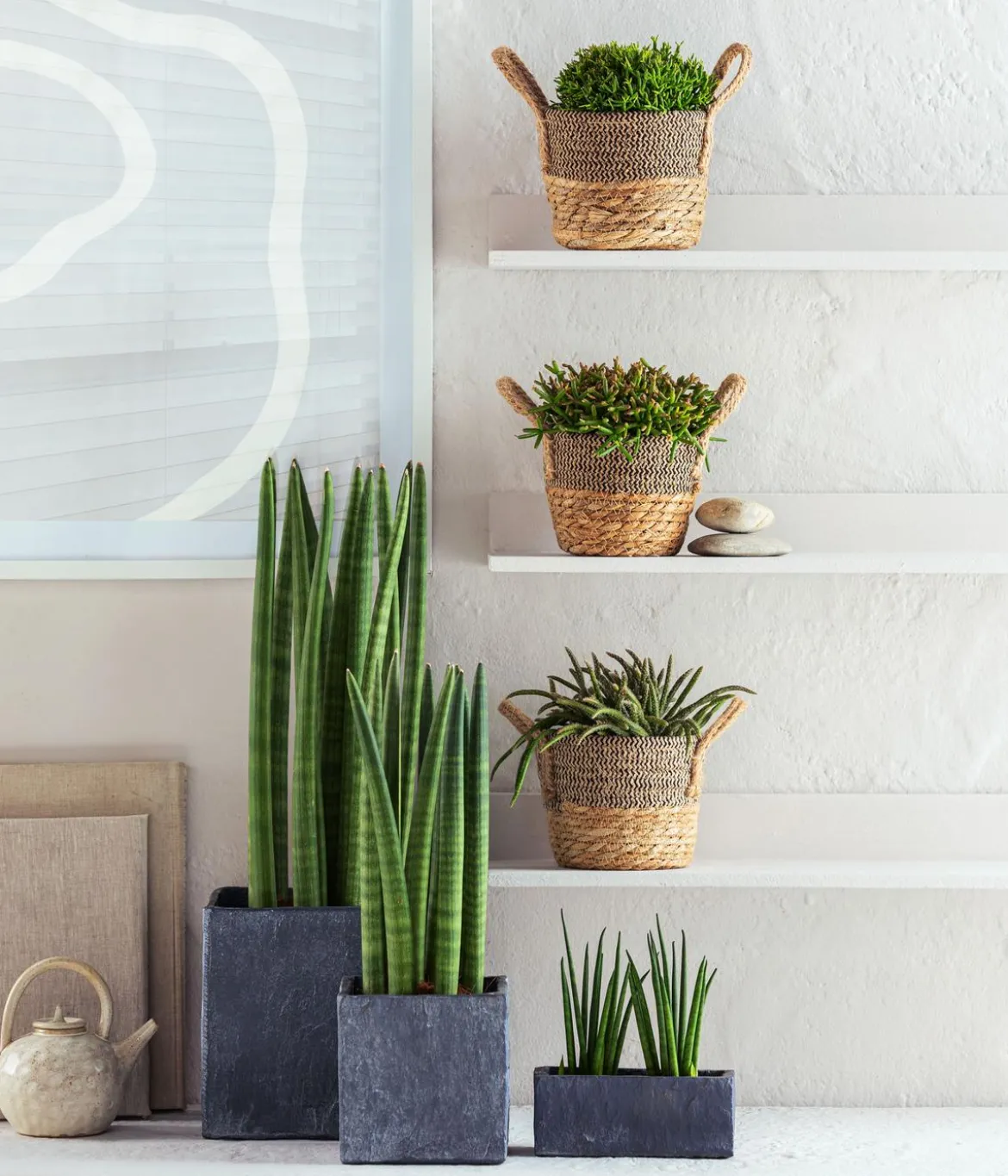 Bogenhanf - Sansevieria cylindrica 'Straight'