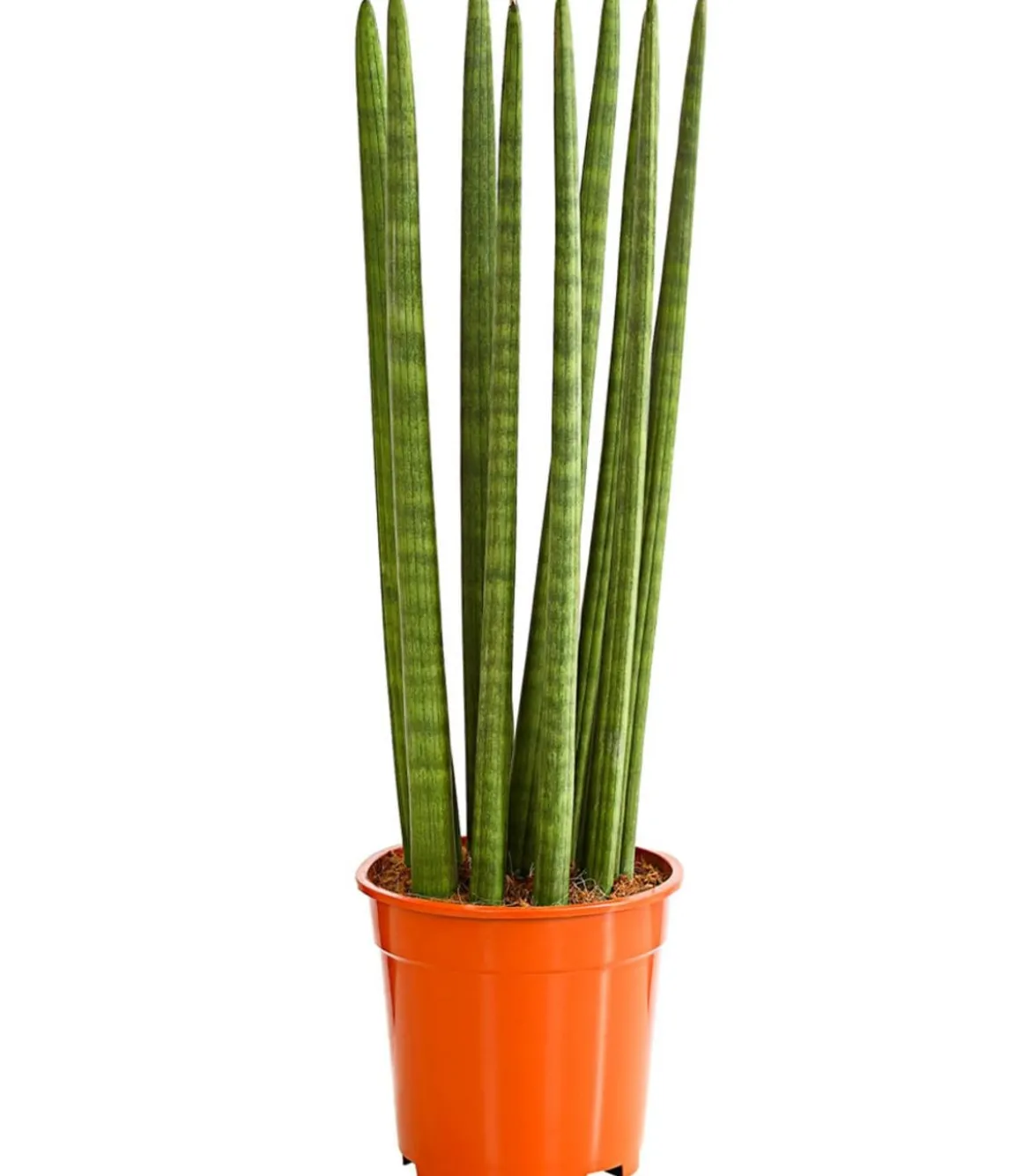 Bogenhanf - Sansevieria cylindrica 'Straight'