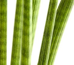Bogenhanf - Sansevieria cylindrica 'Straight'