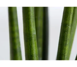 Bogenhanf - Sansevieria cylindrica 'Rocket'