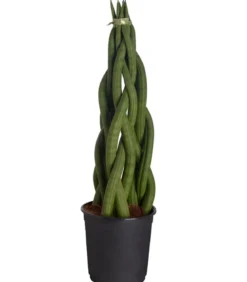 Bogenhanf - Sansevieria cylindrica, verschiedene Sorten