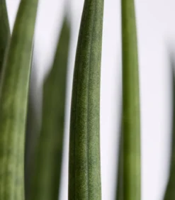Bogenhanf - Sansevieria cylindrica, verschiedene Sorten