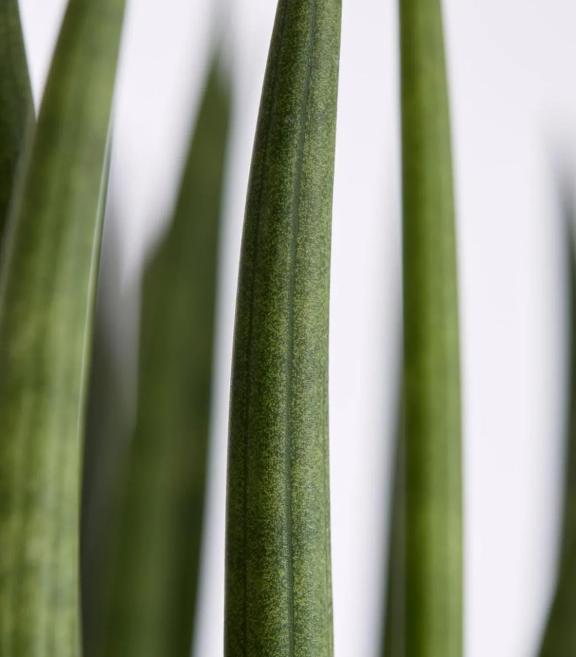 Bogenhanf - Sansevieria cylindrica, verschiedene Sorten