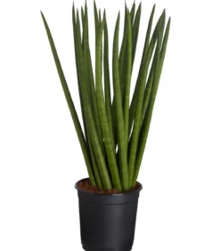 Bogenhanf - Sansevieria cylindrica, verschiedene Sorten