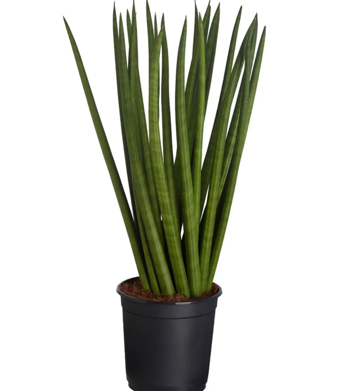 Bogenhanf - Sansevieria cylindrica, verschiedene Sorten