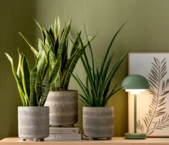 Bogenhanf - Sansevieria 'Friends'