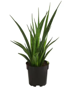 Bogenhanf - Sansevieria 'Friends'