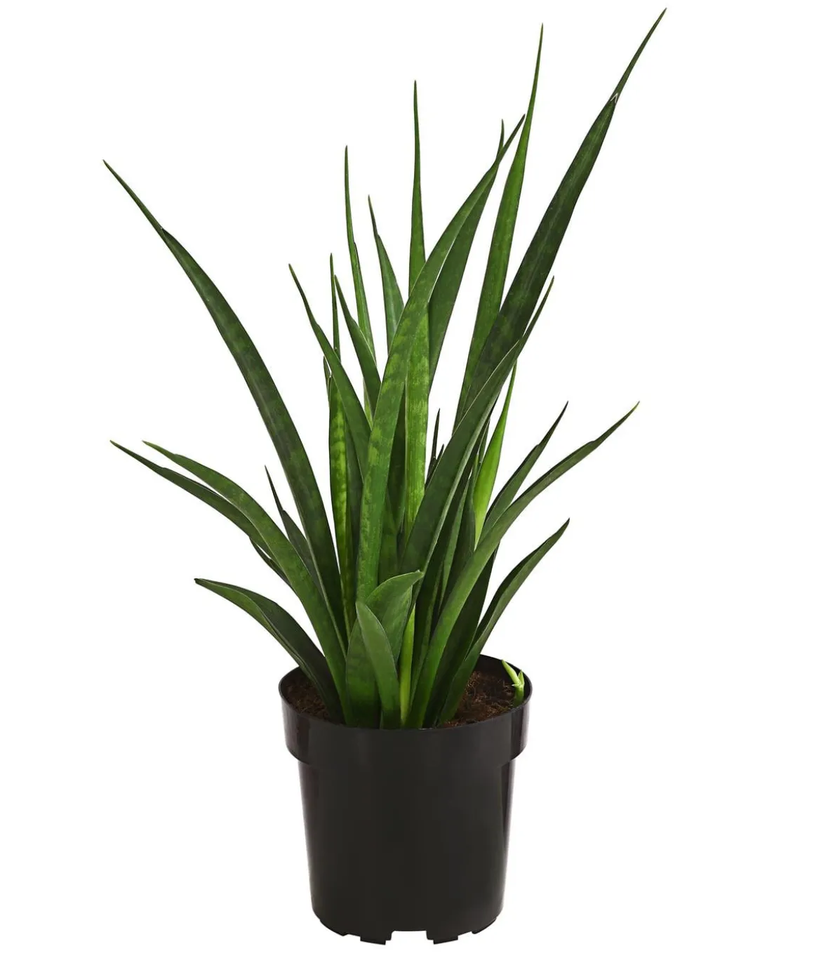 Bogenhanf - Sansevieria 'Friends'