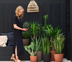 Bogenhanf - Sansevieria trifasciata