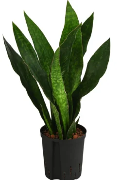 Bogenhanf - Sansevieria trifasciata 'Jade', Hydrokultur