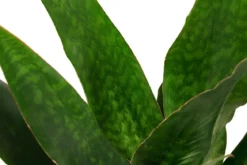 Bogenhanf - Sansevieria trifasciata 'Jade', Hydrokultur