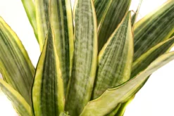 Bogenhanf - Sansevieria trifasciata 'Lauren', Hydrokultur