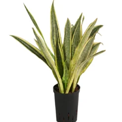 Bogenhanf - Sansevieria trifasciata 'Lauren', Hydrokultur