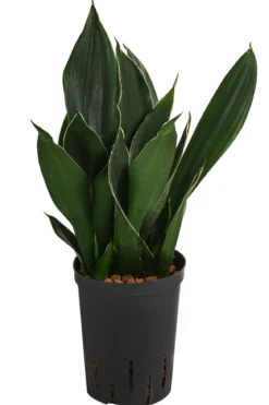 Bogenhanf - Sansevieria trifasciata 'Black Diamond', Hydrokultur
