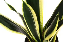 Bogenhanf - Sansevieria trifasciata 'Super Flame', Hydrokultur