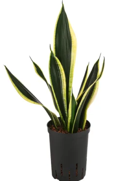 Bogenhanf - Sansevieria trifasciata 'Super Flame', Hydrokultur