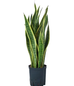 Bogenhanf - Sansevieria trifasciata var. laurentii, Hydrokultur