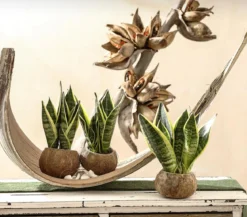 Bogenhanf - Sansevieria trifasciata, 3er-Set