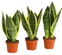 Bogenhanf - Sansevieria trifasciata, 3er-Set