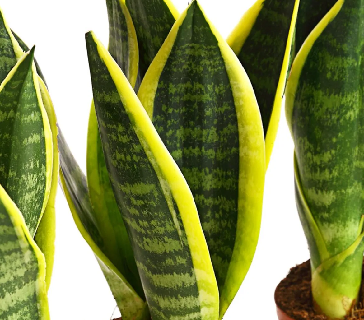 Bogenhanf - Sansevieria trifasciata, 3er-Set