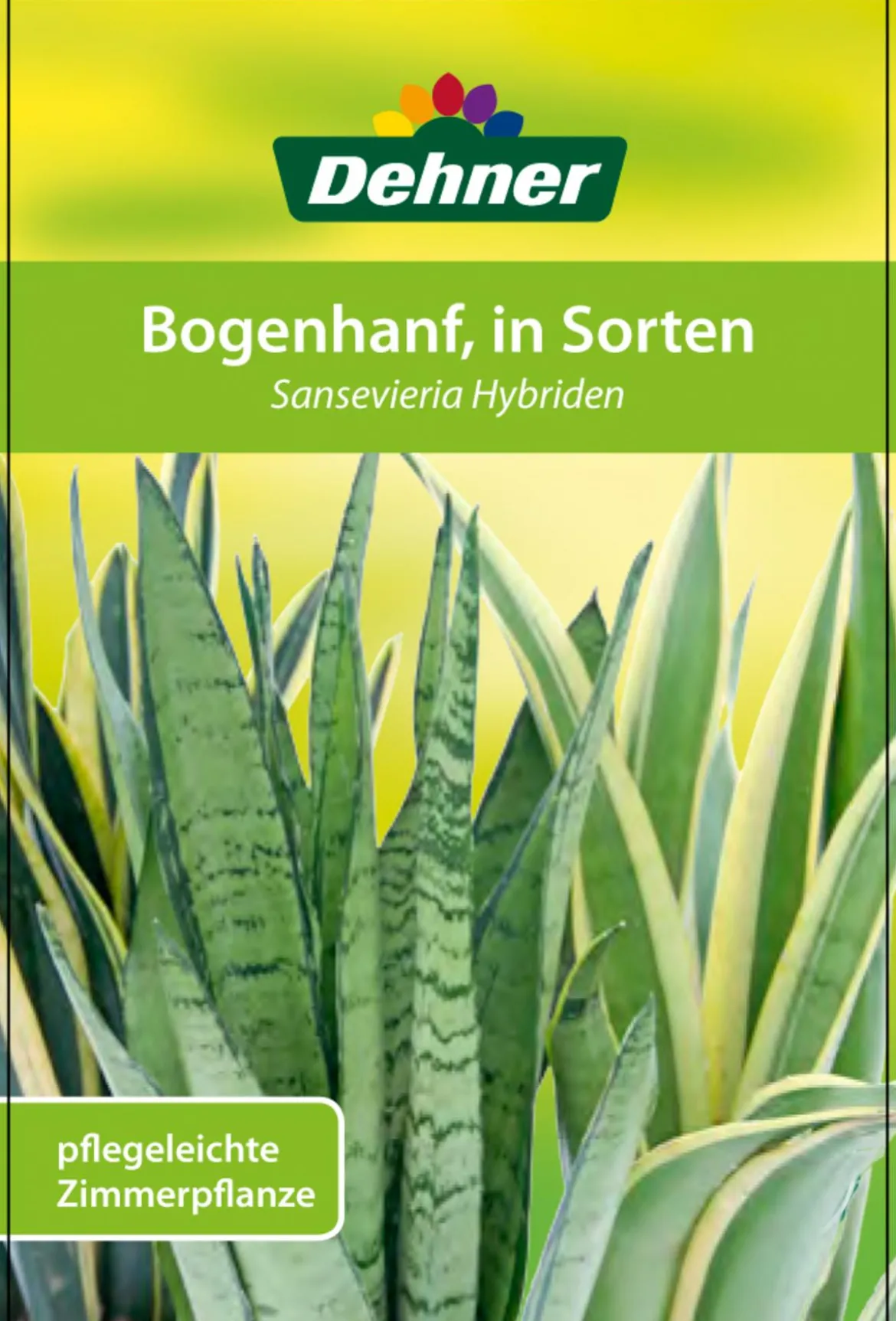 Bogenhanf - Sansevieria trifasciata 'Moonshine'