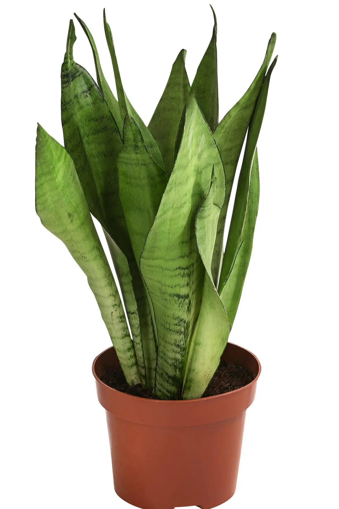 Bogenhanf - Sansevieria trifasciata 'Moonshine'