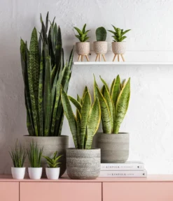 Bogenhanf - Sansevieria trifasciata var. laurentii