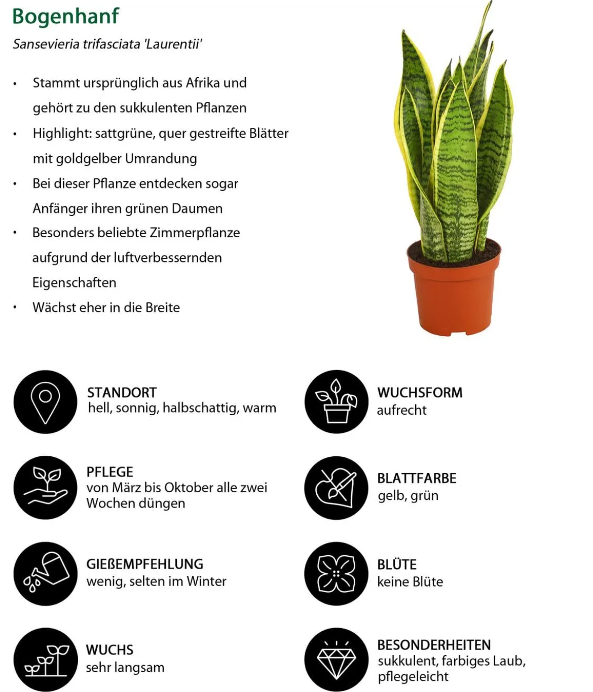 Bogenhanf - Sansevieria trifasciata var. laurentii