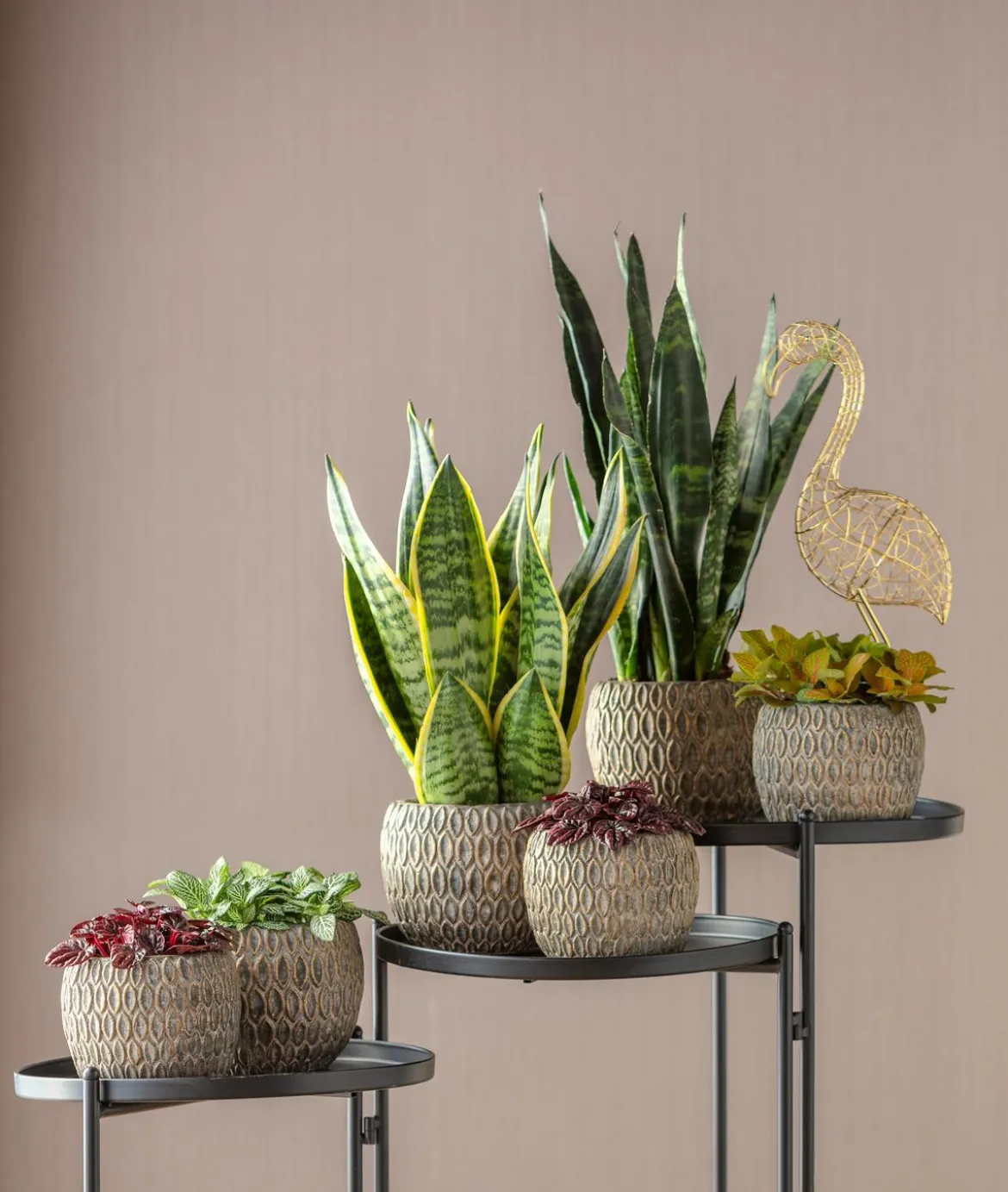 Bogenhanf - Sansevieria trifasciata var. laurentii