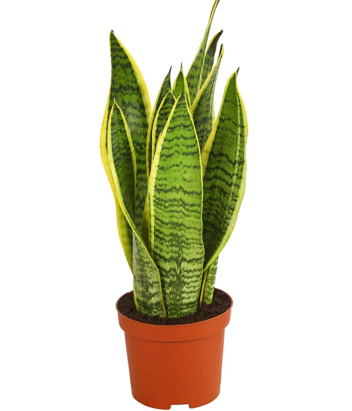 Bogenhanf - Sansevieria trifasciata var. laurentii