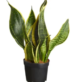 Bogenhanf - Sansevieria, verschiedene Sorten