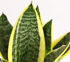Bogenhanf - Sansevieria, verschiedene Sorten