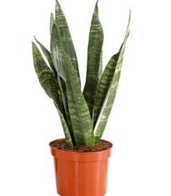 Bogenhanf - Sansevieria zeylanica