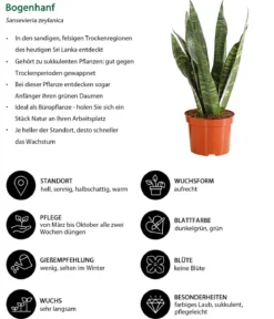 Bogenhanf - Sansevieria zeylanica