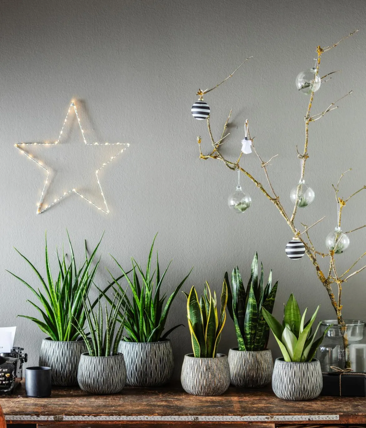Bogenhanf - Sansevieria zeylanica