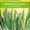 Bogenhanf - Sansevieria zeylanica