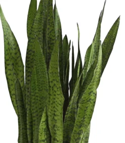 Bogenhanf - Sansevieria zeylanica
