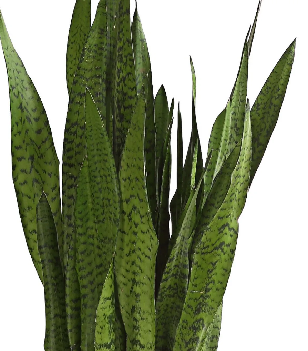 Bogenhanf - Sansevieria zeylanica