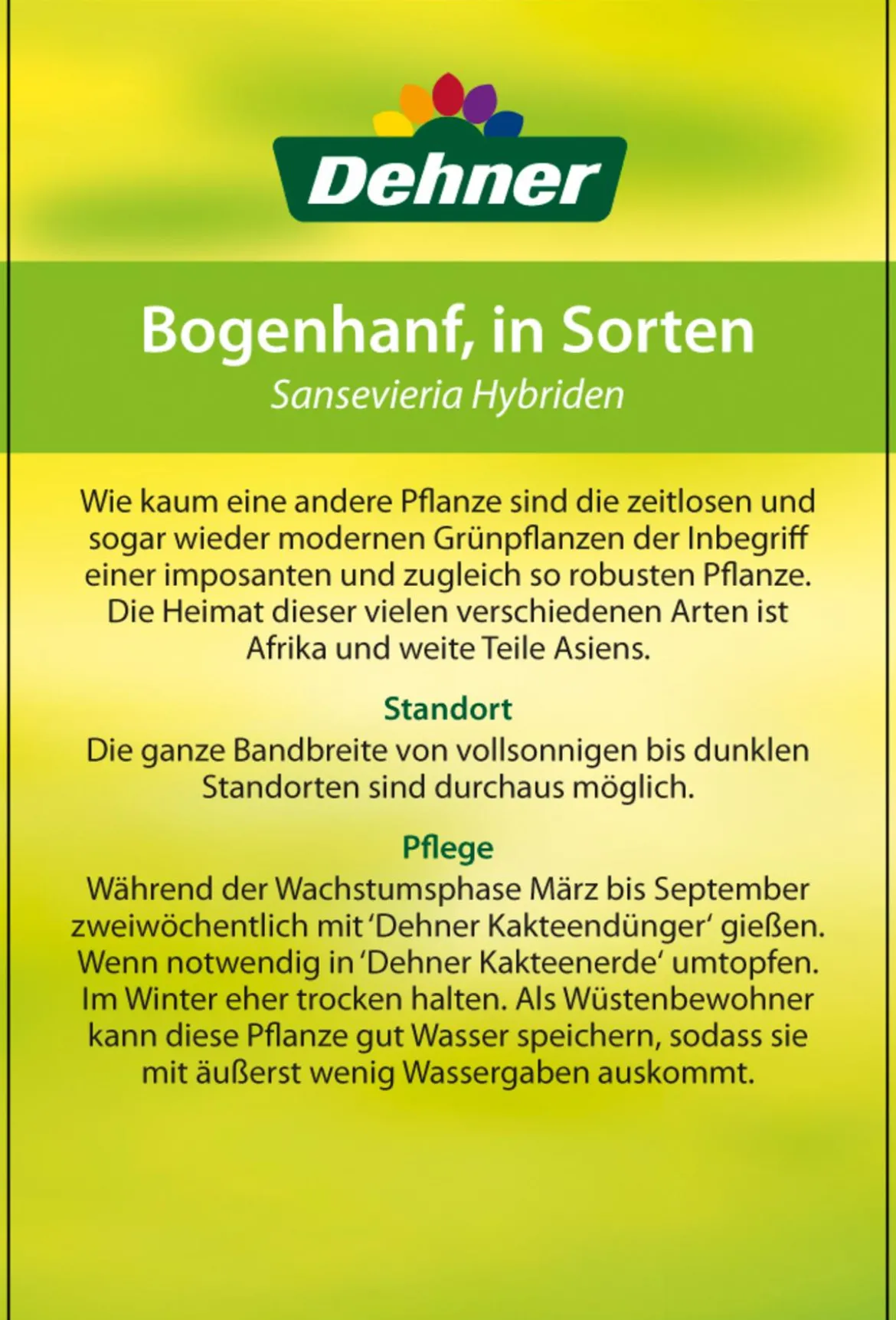 Bogenhanf - Sansevieria zeylanica