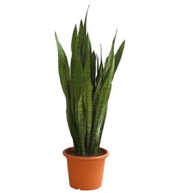 Bogenhanf - Sansevieria zeylanica
