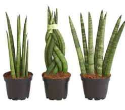 Bogenhanf-Set - Sansevieria cylindrica, 3-teilig