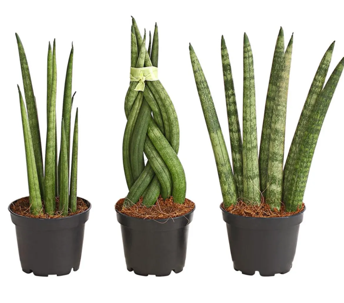 Bogenhanf-Set - Sansevieria cylindrica, 3-teilig