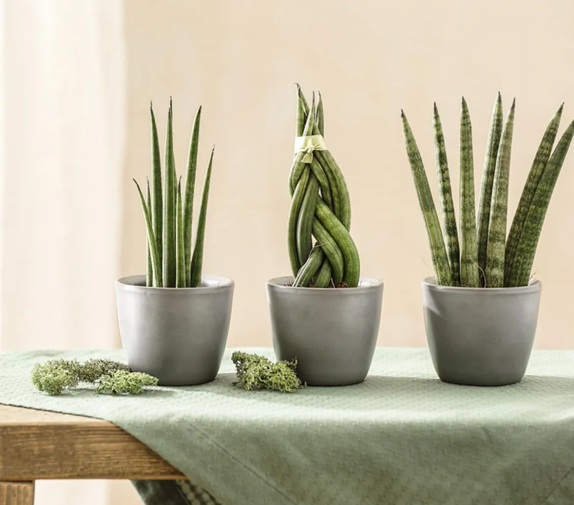 Bogenhanf-Set - Sansevieria cylindrica, 3-teilig