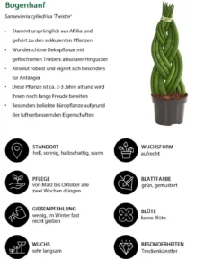 Bogenhanf-Set - Sansevieria cylindrica, 3-teilig