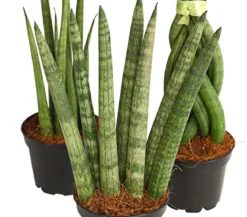 Bogenhanf-Set - Sansevieria cylindrica, 3-teilig