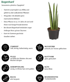 Bogenhanf-Set - Sansevieria cylindrica, 3-teilig