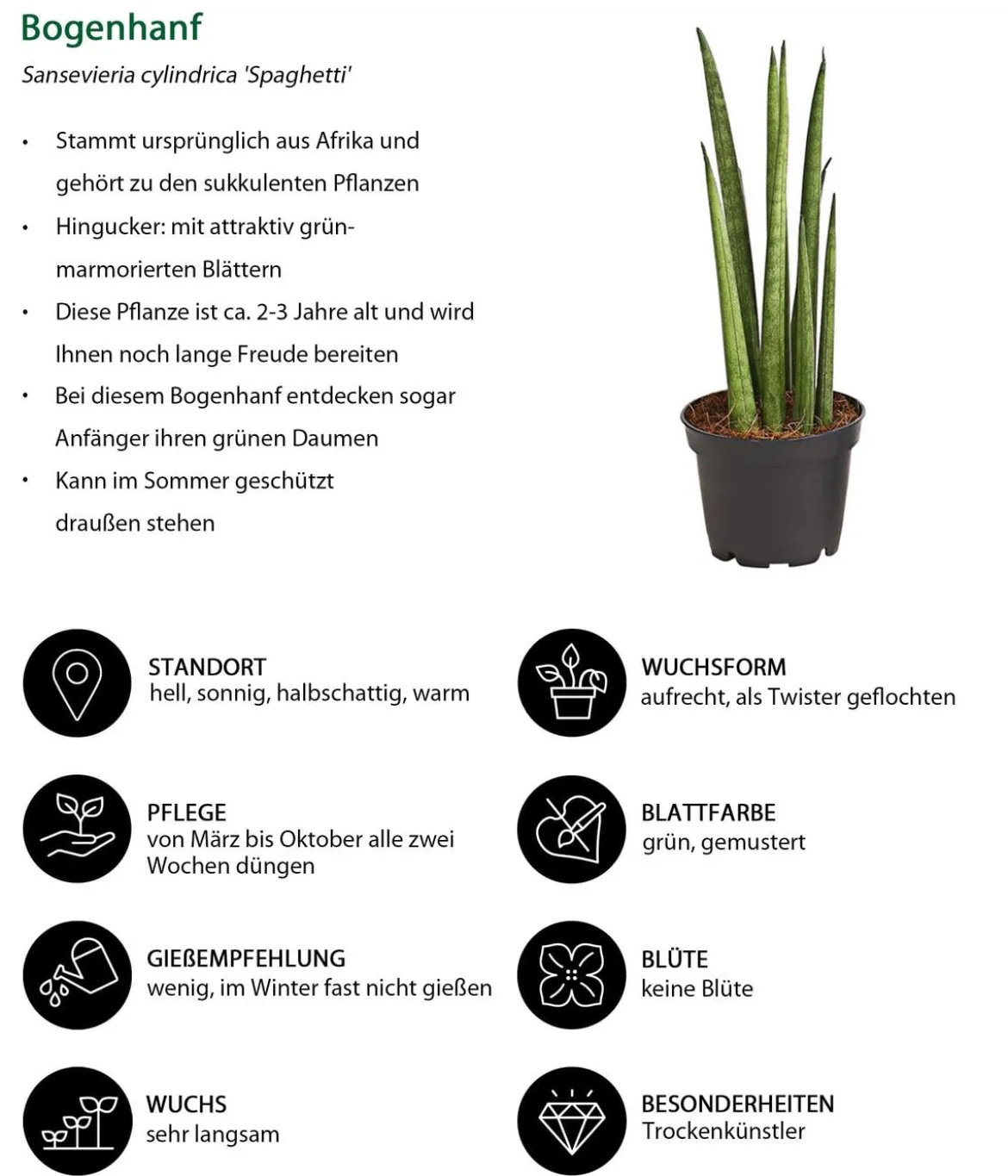 Bogenhanf-Set - Sansevieria cylindrica, 3-teilig