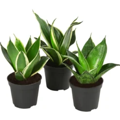 Bogenhanf-Set - Sansevieria trifasciata hahnii, 3-teilig