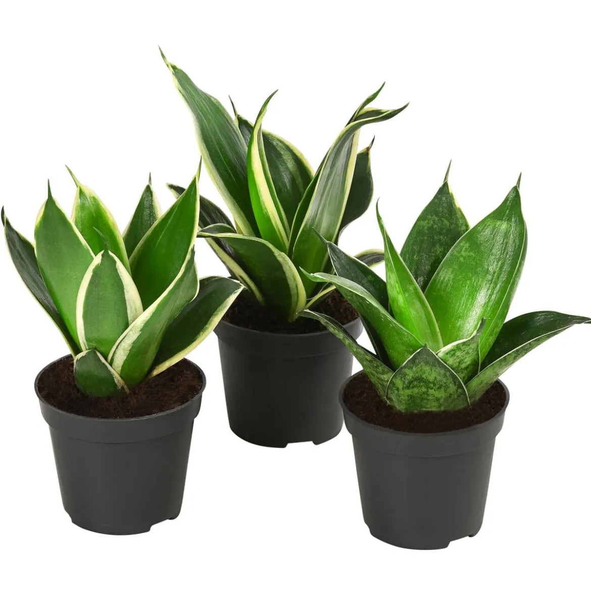 Bogenhanf-Set - Sansevieria trifasciata hahnii, 3-teilig