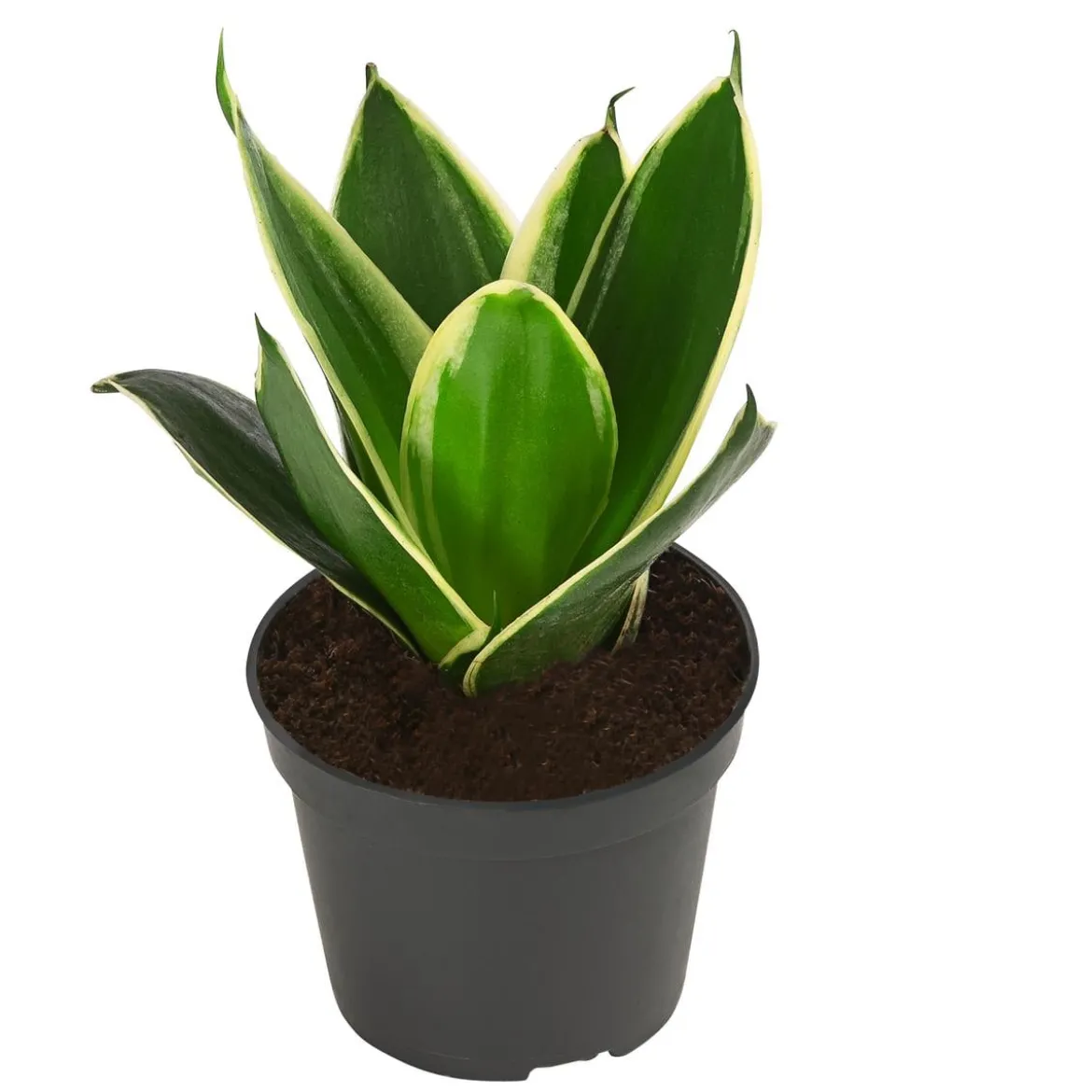 Bogenhanf-Set - Sansevieria trifasciata hahnii, 3-teilig
